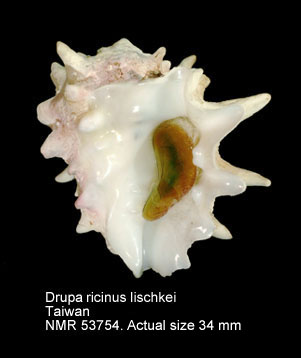 Drupa ricinus lischkei.jpg - Drupa ricinus lischkei(Hidalgo,1904)